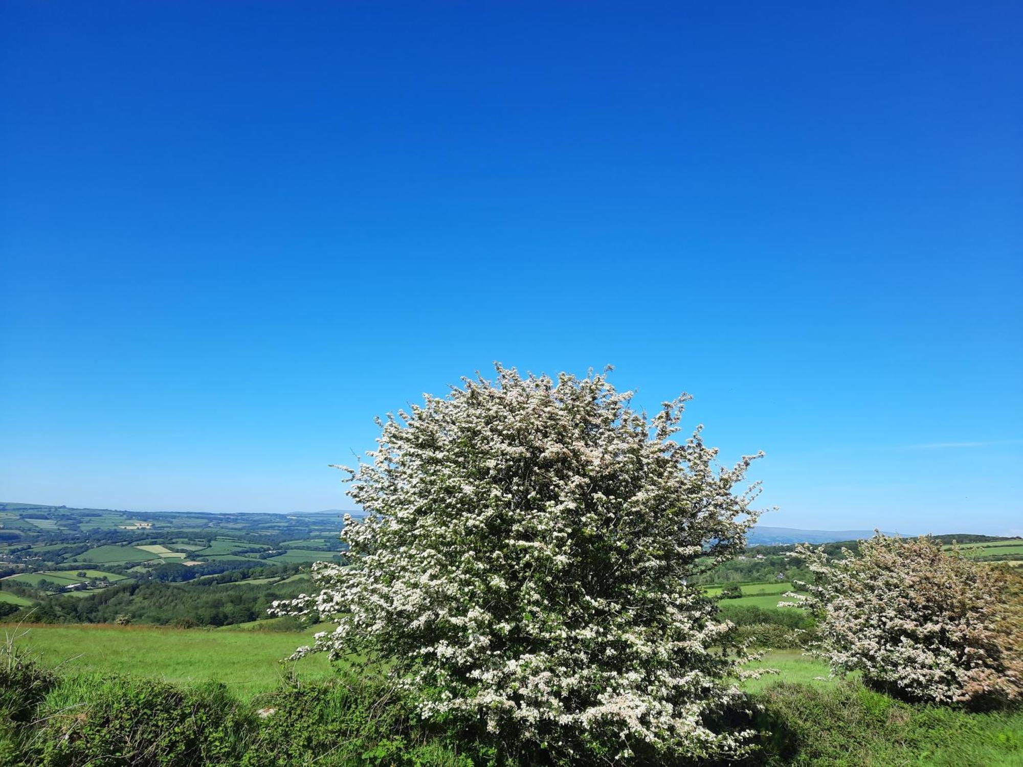 Summit Camping Kit Hill Cornwall Panoramic Views Grass Pitch From 15Pn Or Bella Bell Tent 75Pn Callington الغرفة الصورة